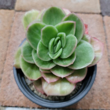 라…