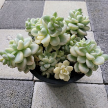 라…