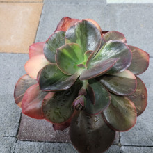 프…