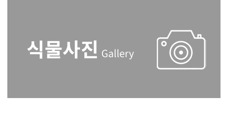 식물사진